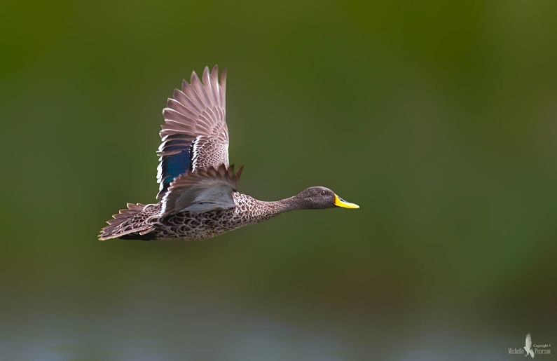 hiking trails in the south coast