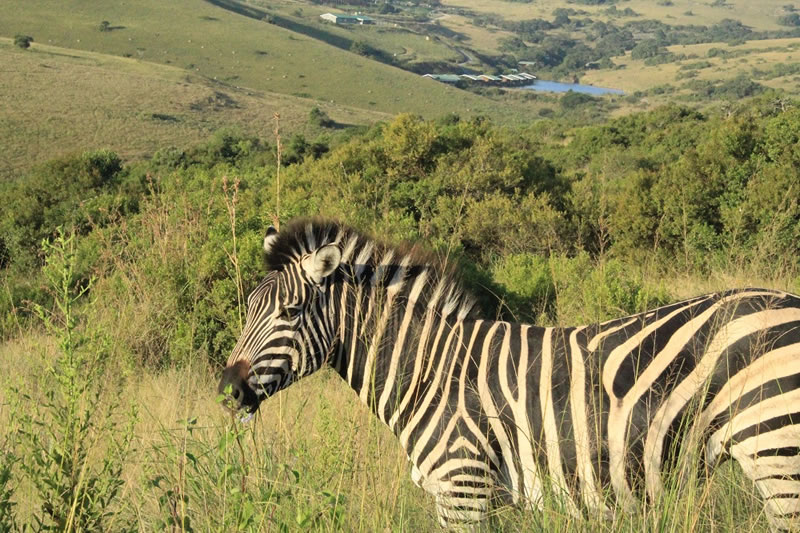 Wildlife and Zip Line thrills at Lake Eland Game Reserve